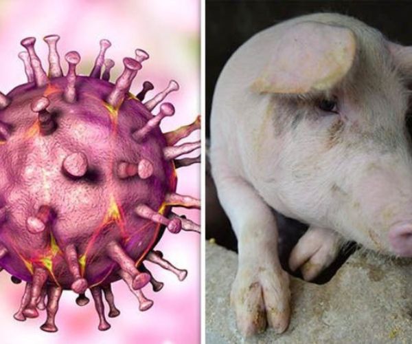 Bệnh dịch tả lợn Châu Phi ảnh hưởng nặng nề tới sức khỏe con người