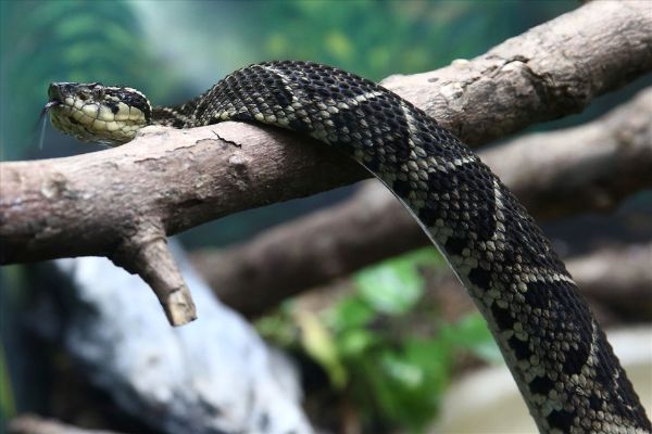 Phát hiện nọc của rắn độc có khả năng chữa bệnh  