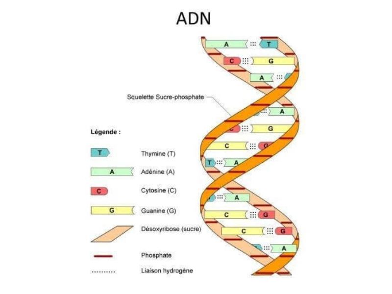Xét nghiệm ADN có độ chính xác là bao nhiêu?